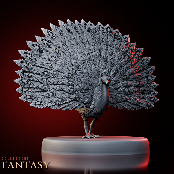 Peacock 2