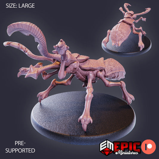 Dire Beetle