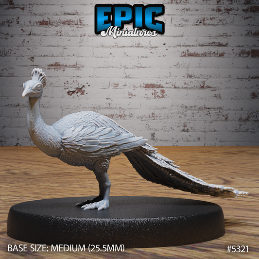 Peacock 1
