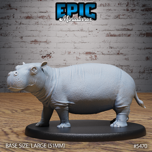 Hippopotamus 1